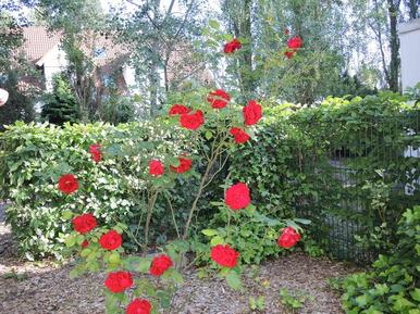  Für 4 Personen: Hübsches Apartment / Ferienwohnung in der Region Karlshagen