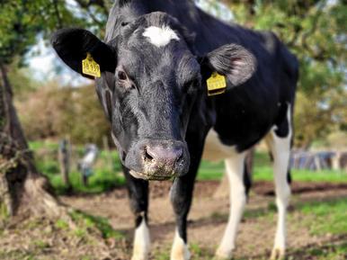  Für 6 Personen: Hübsches Apartment / Ferienwohnung in der Region Mosel-Saar-Ruwer