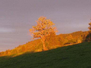  Für 6 Personen: Hübsches Apartment / Ferienwohnung in der Region Missen-Wilhams