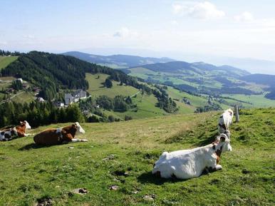 Gemütliches Ferienhaus : Region Sankt Urban-Simonhöhe für 6 Personen
