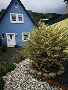 Gemütliches Ferienhaus : Region Rachtig für 3 Personen