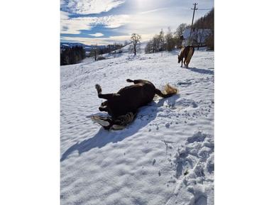 Gemütliches Ferienhaus : Region Sankt Peter für 4 Personen